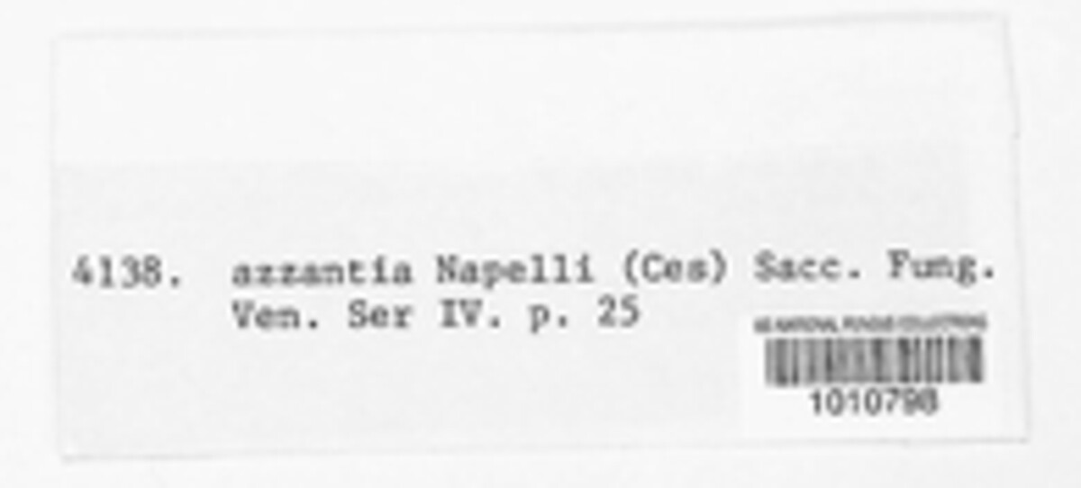 Mazzantia napelli image